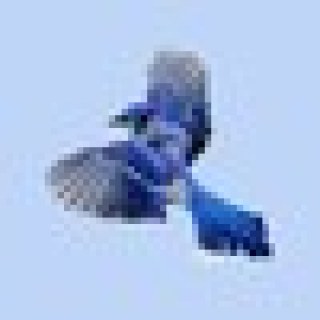 EvilBlueJay99