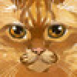 shuma-the-cat