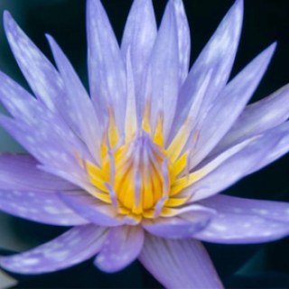 PaintedLotus