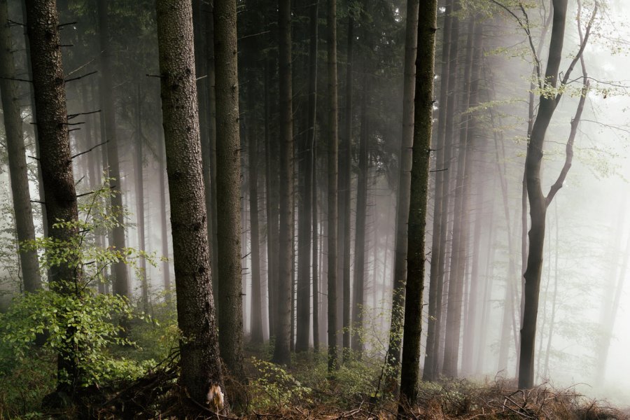 Mist in the forest