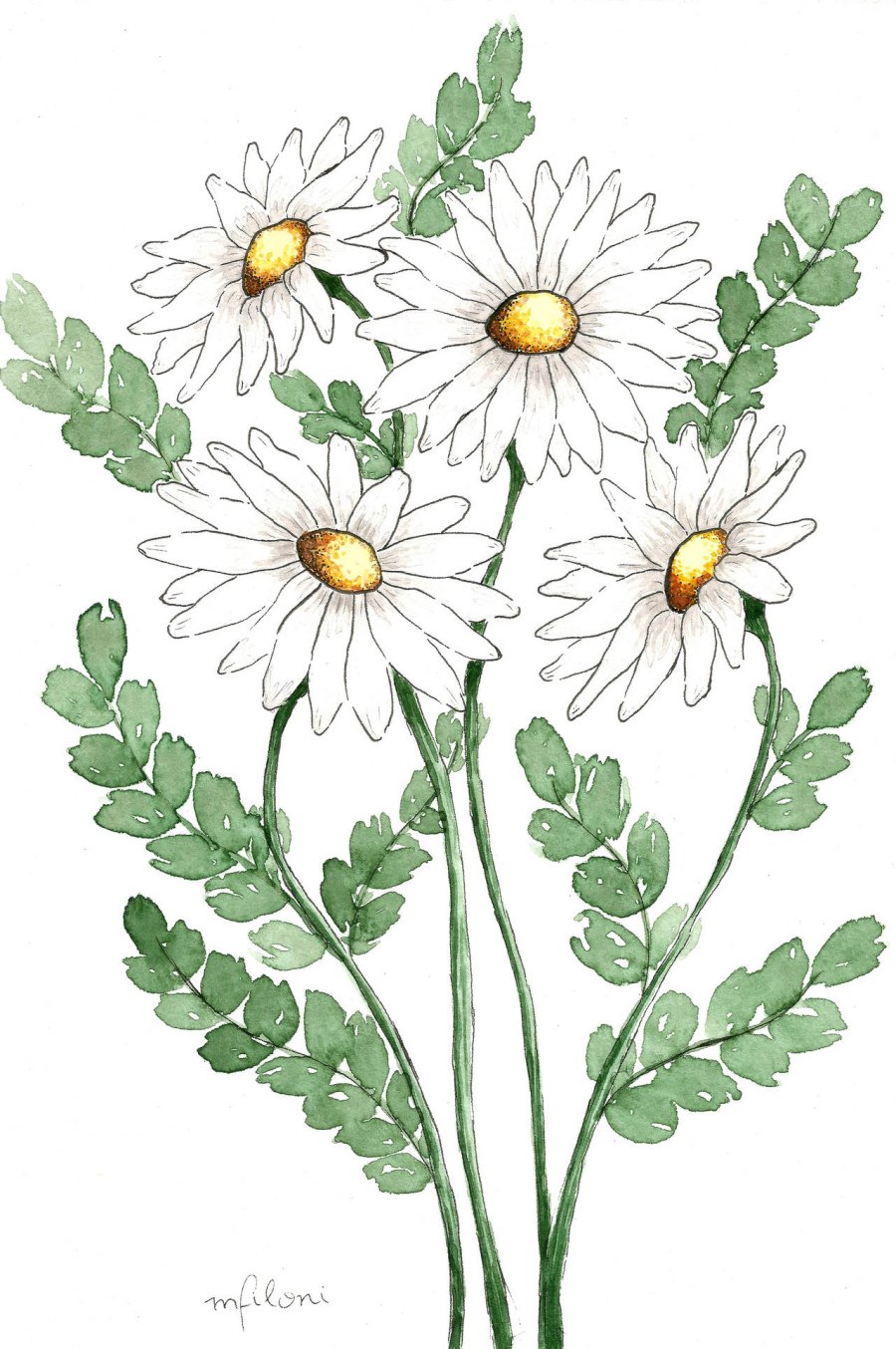 Daisies