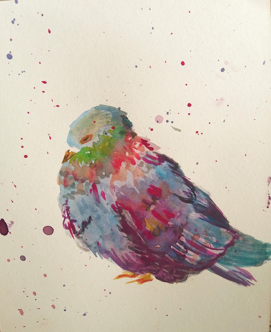 Pidgey