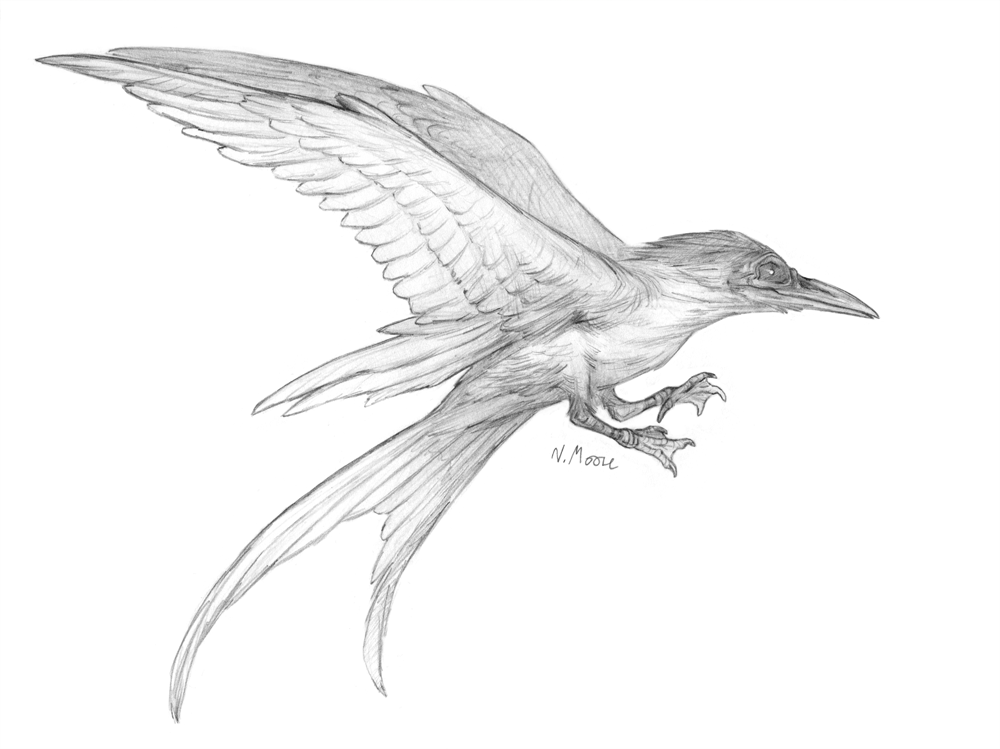 Tern Familiar Concept 2