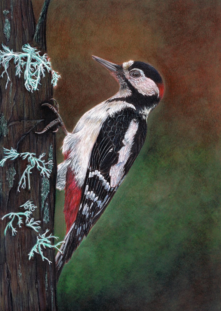 Woodpecker
