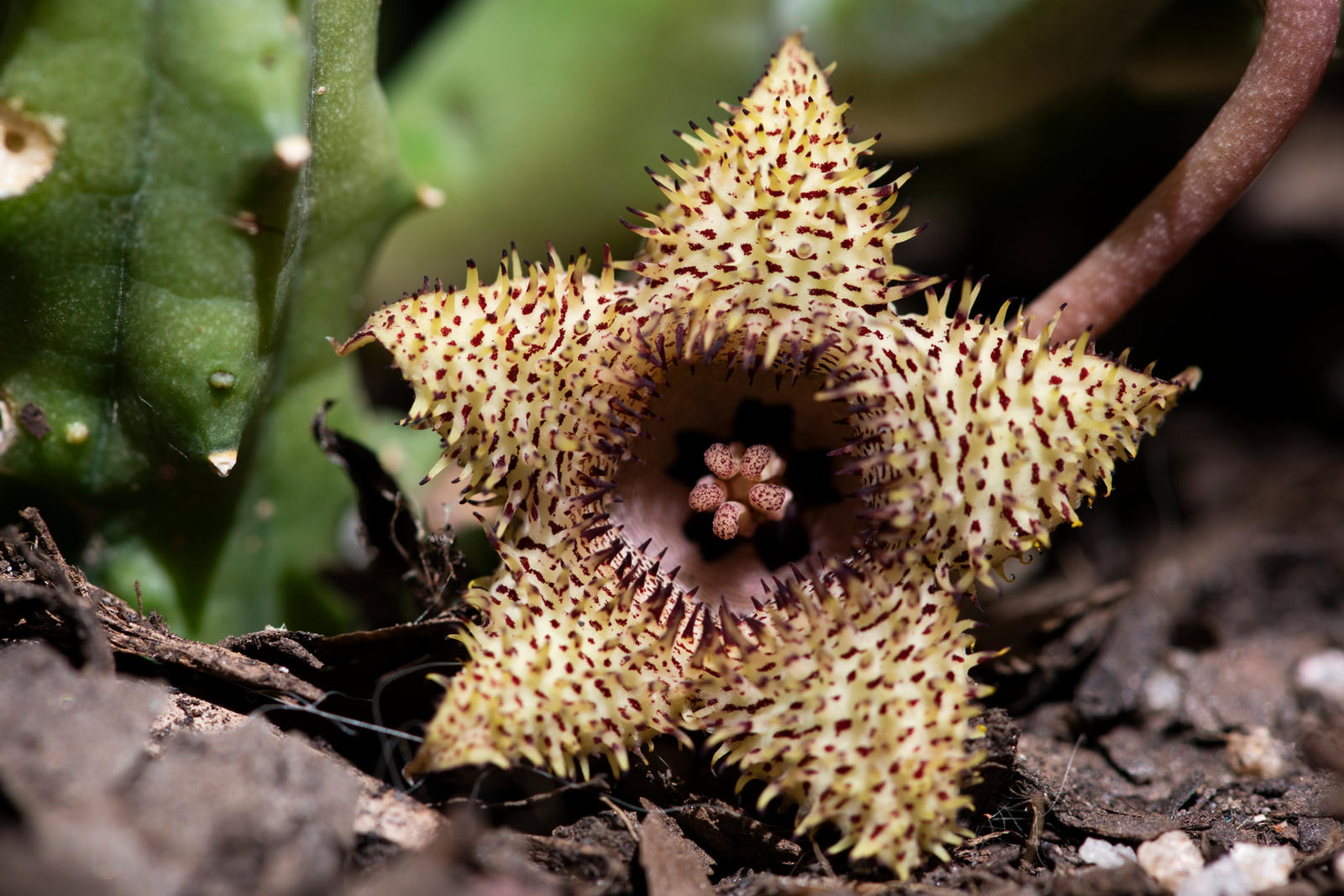 Floofy Stapelia