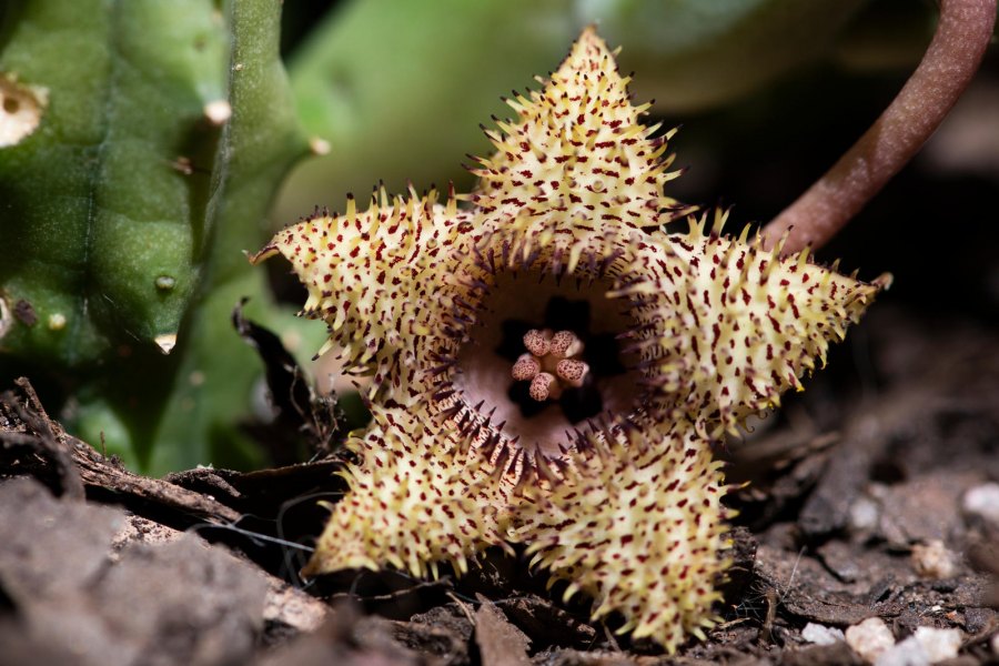 Floofy Stapelia